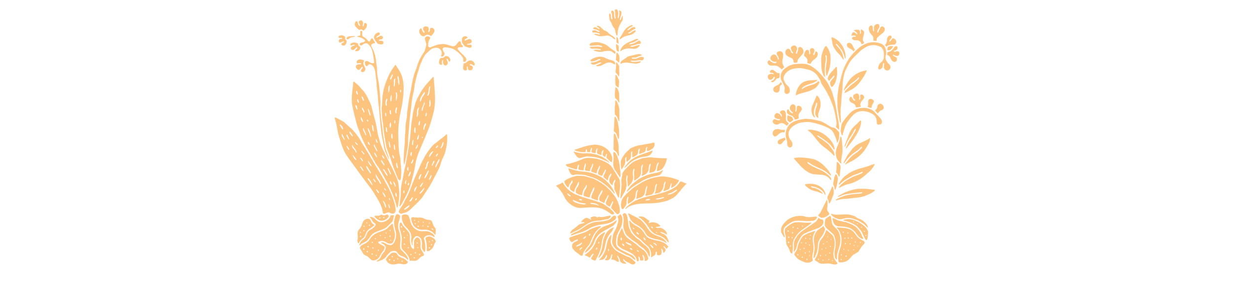 Mirame Beverly Hills 3 Plants.png