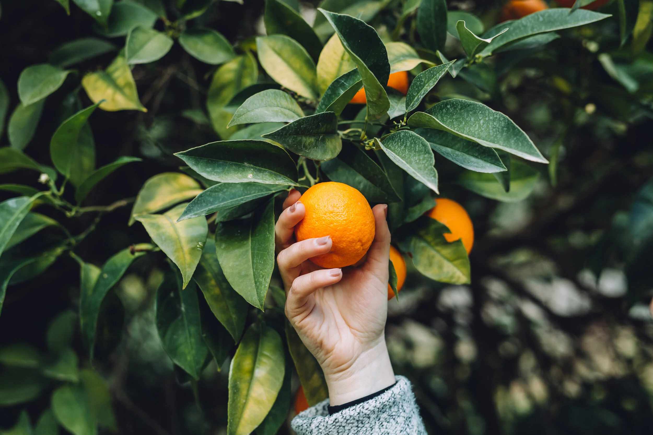 Fruit From The Vine
