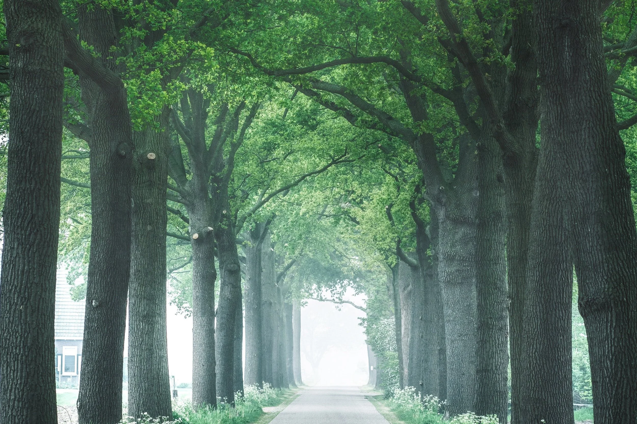 Tree+lined+road.jpg