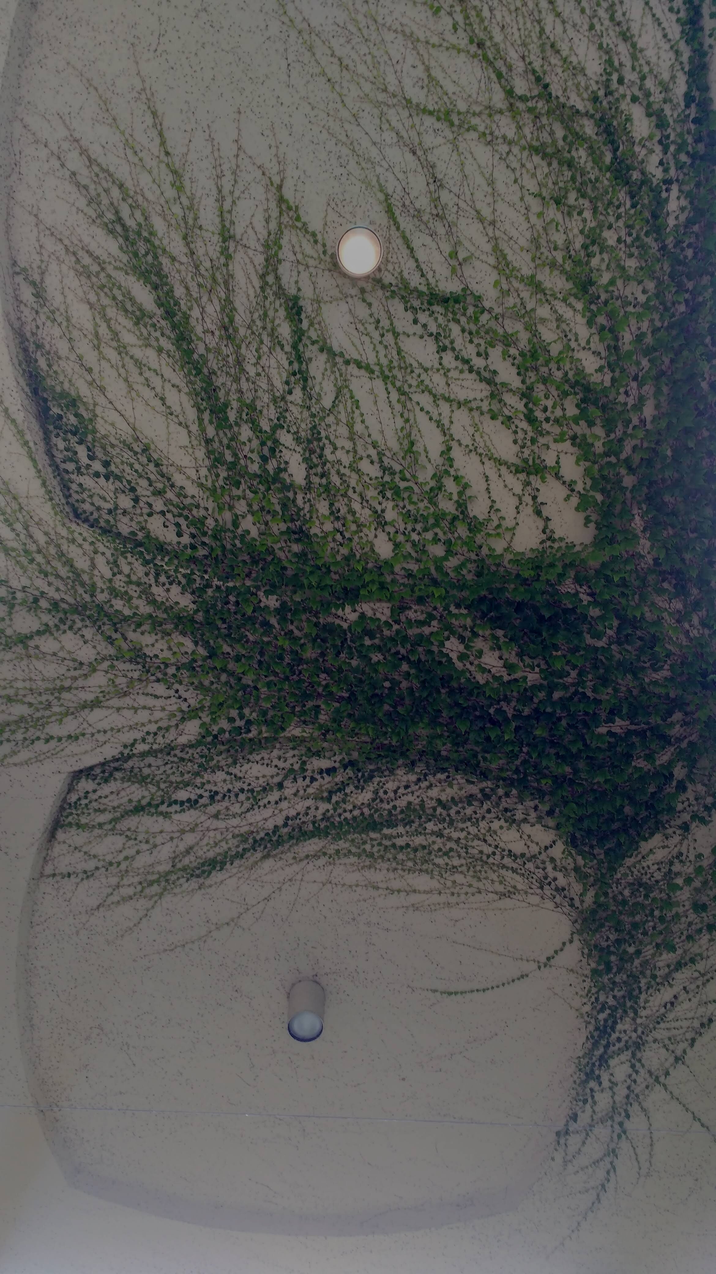 Kite Arner ivy growth.jpg