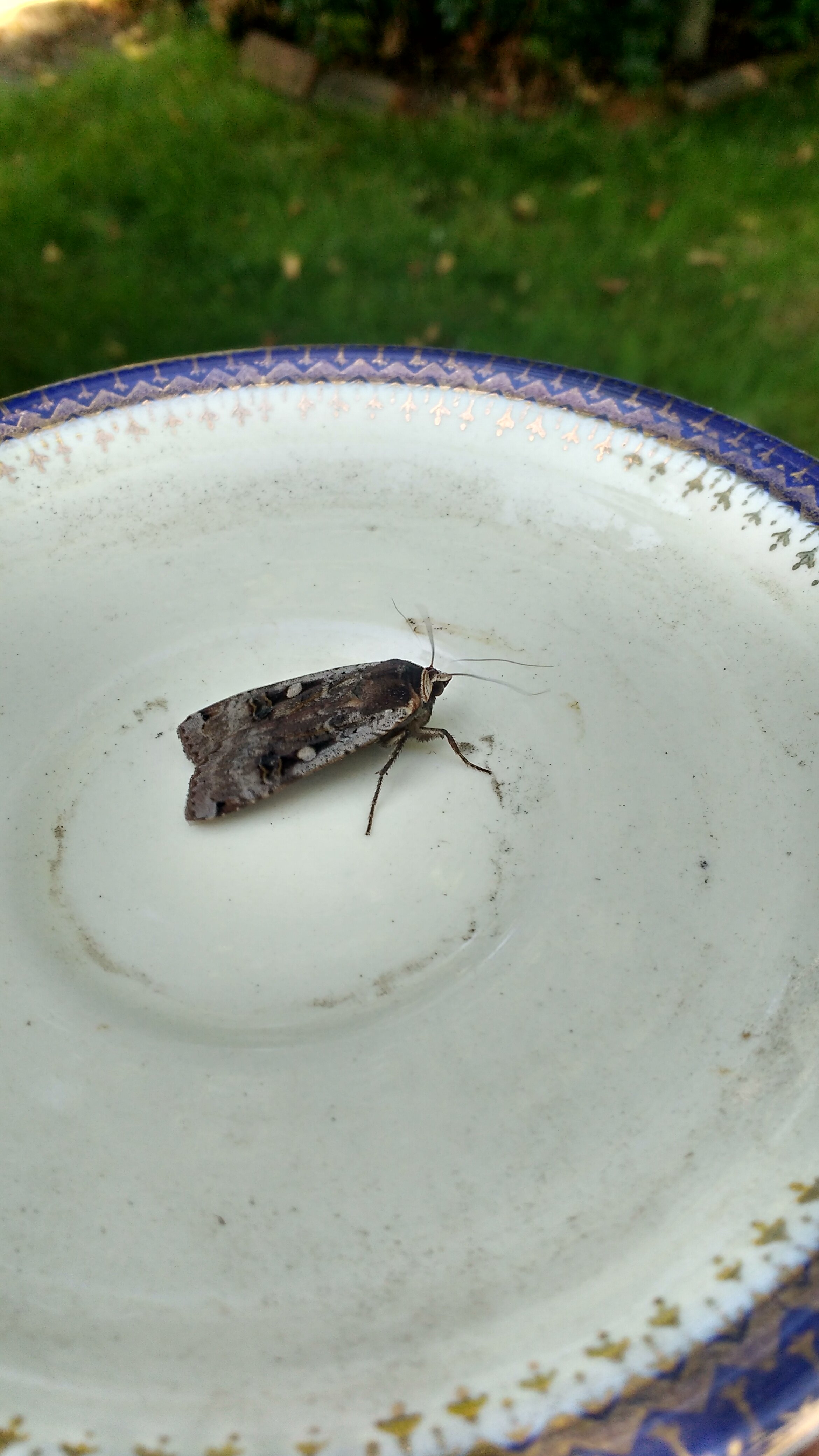 Kite Arner moth friend.jpg