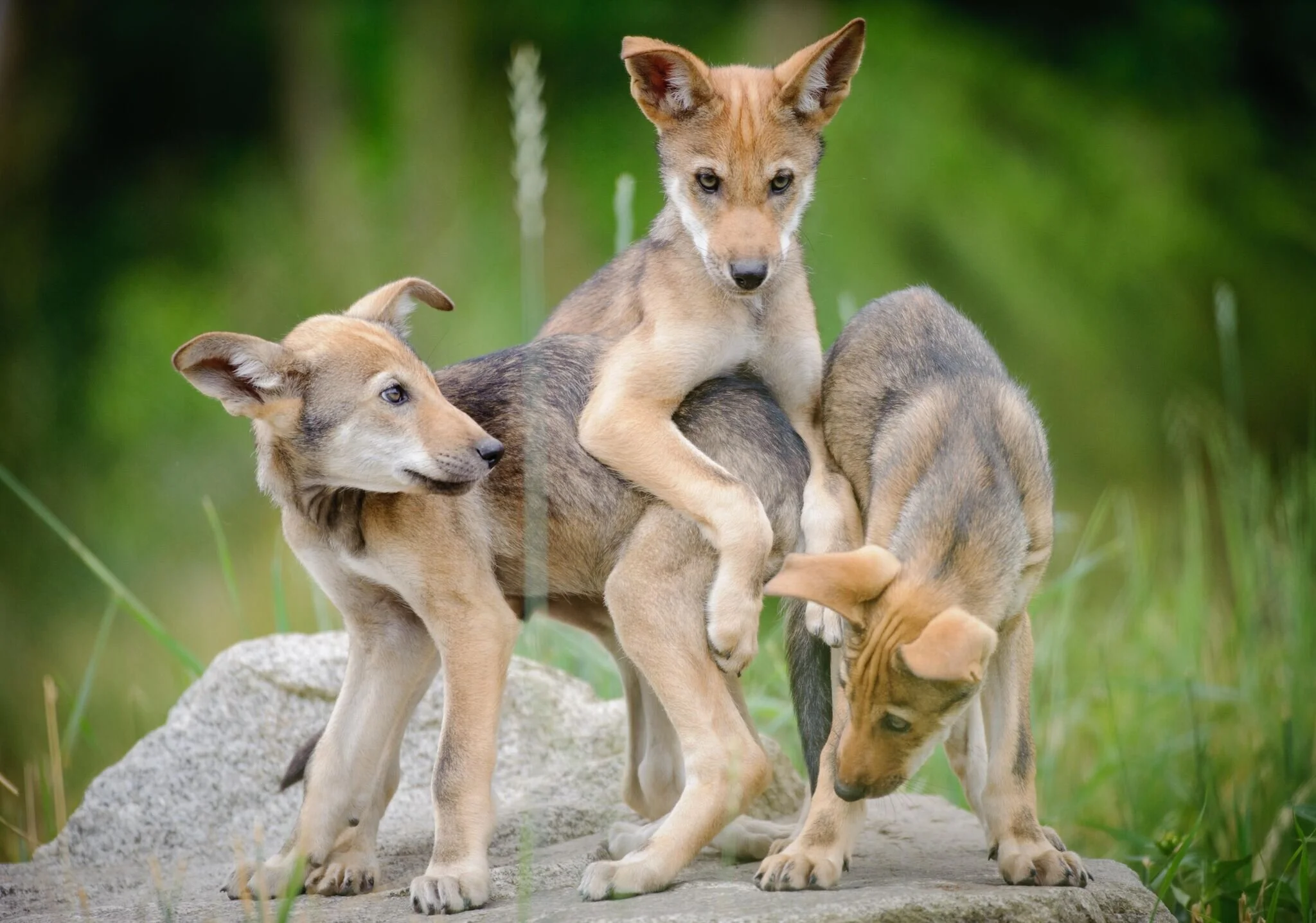 red wolf 2 copy.jpeg