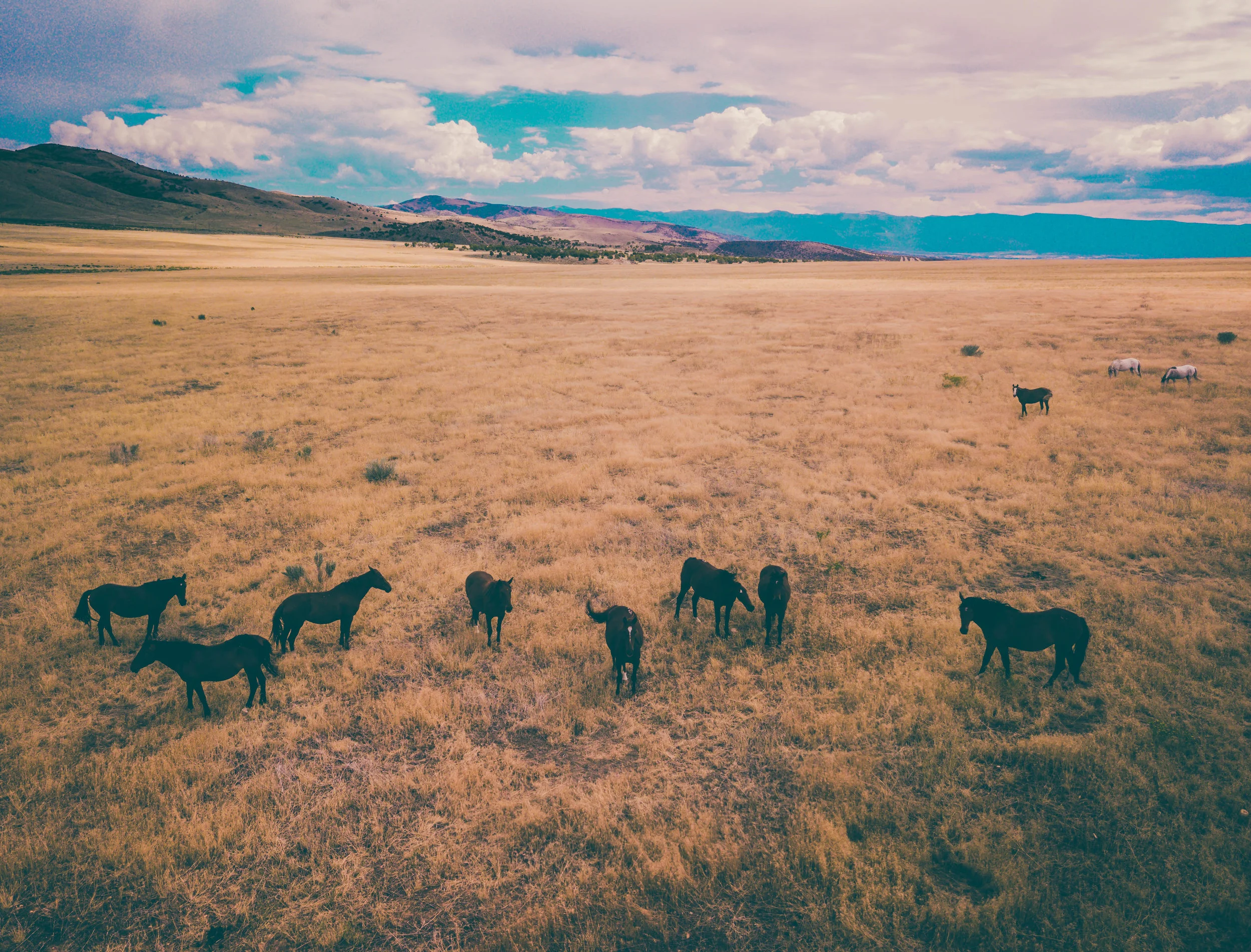 Taming Ideas as a Thoughtful and Independent Reader