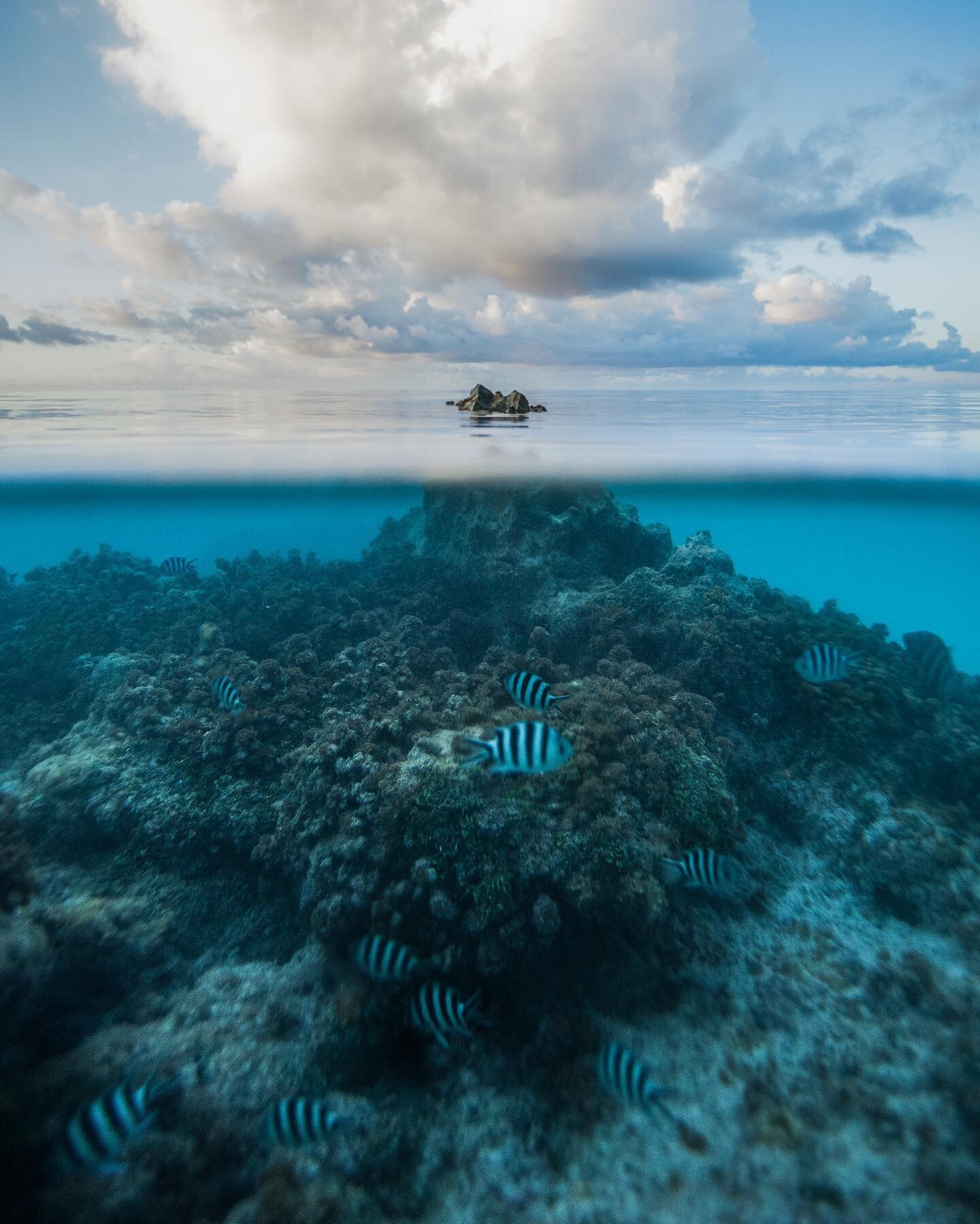 Happy World Reef Day!

Sharing a collection of images from reefs around the world including Belize, French Polynesia, and Hawaii. These delicate ecosystems are teeming with life and I hope we keep them that way for generations to come.

Where is your