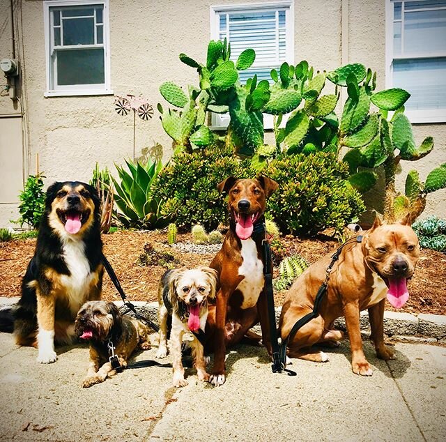 Reese (far L) and Waylon (red dobie) have both come so far. Both are enjoying some muzzle free time as they&rsquo;ve been demonstrating making much better choices.