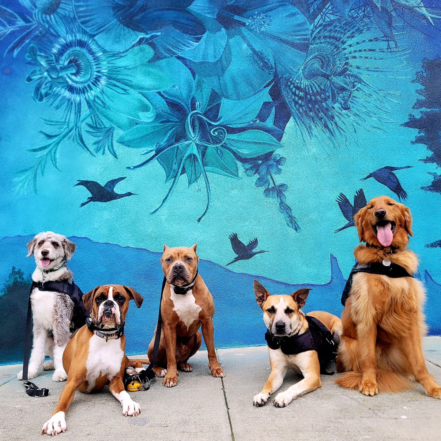 Taking the city by storm 😉🐕

#DogWalking #DogWalkers #DogWalks #DogWalkingLife #DogWalkingCA #OaklandDogs #OaklandDogWalker #OaklandDogWalking #PackLife #DogPack #DogTraining #DogTrainers #OaklandDogTrainer #CaliforniaDogs #DogsOfInstagram #InstaDo