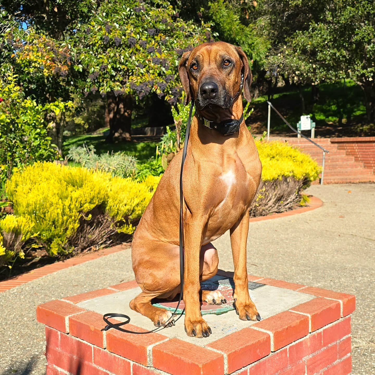 Say congrats to Champ who, 🏆 true to his name, graduated from an 8 week Board and Train just a few days ago!

When Champ arrived, he was struggling with poor manners, jumping, barking and reactivity- all things high-energy. He had no predictability 
