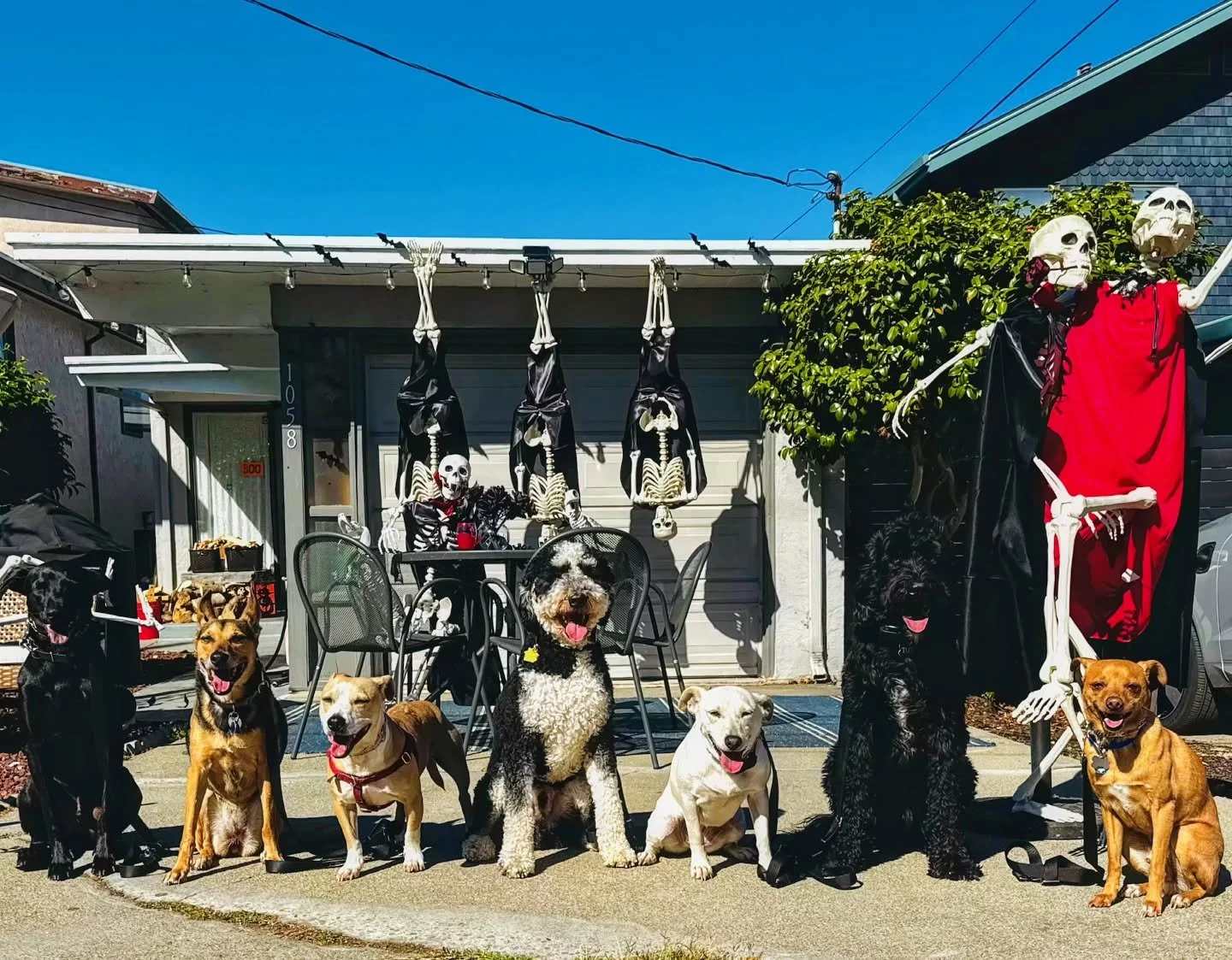 say hello to spooky season 🎃🐶💀

#DogWalking #DogWalkers #DogPack #DogPackLife #OaklandDogs #BayAreaDogs #OaklandDogWalkers #BayAreaDogWalkers #Dogs #Instadog #Dogstagram #Dog #DogLoversClub #DogLife #Oakland #BayArea #CaliforniaDog #CaliforniaDogs