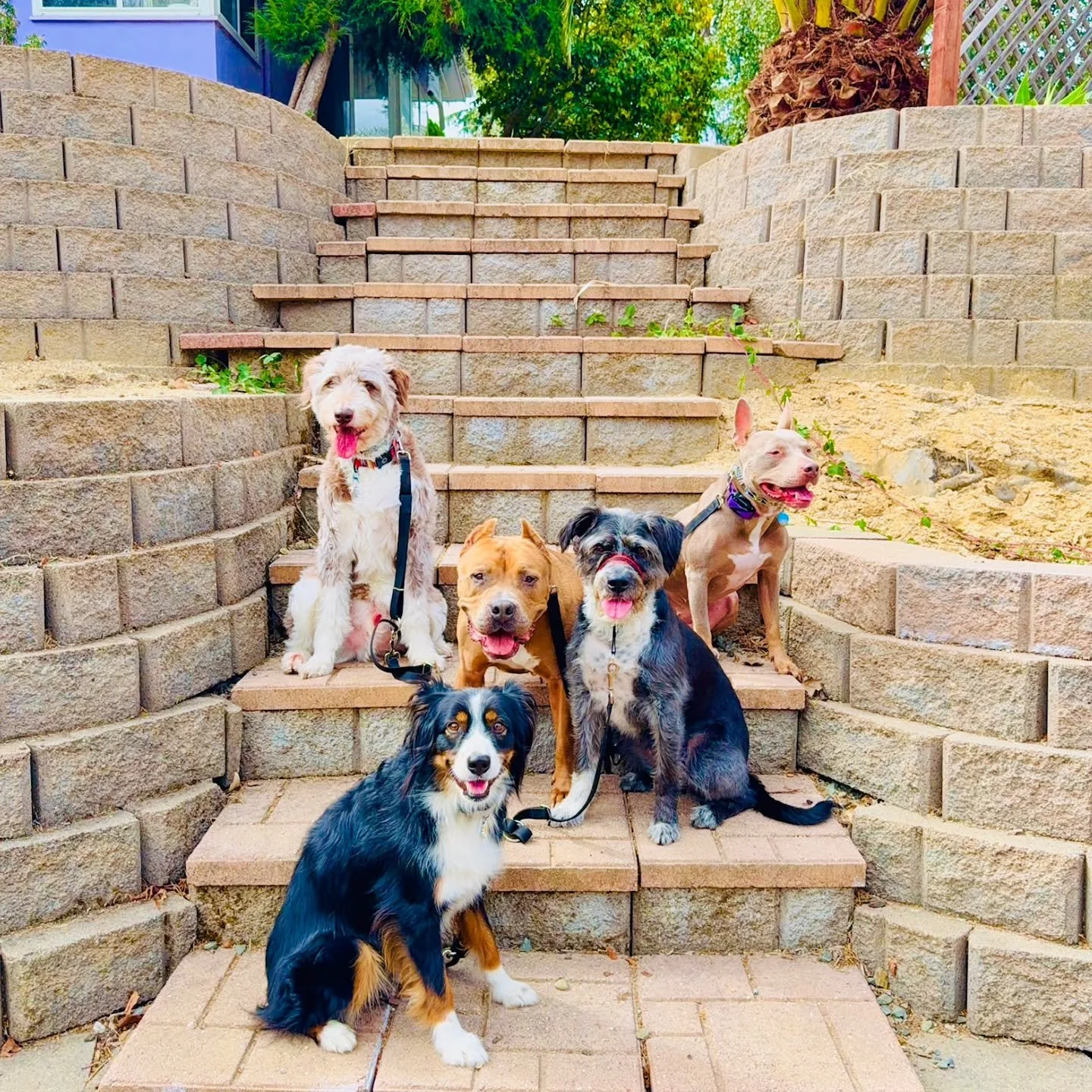 this fall we're choosing tricks AND treats 🍂🎃

#PackWalks #PackWalking #PackLife #Dogs #Dog #Instaddog #Dogstagram #DogPackWalks #DogPackWalking #DogLover #PackWalker #PackWalksOfInstagram #PackWalkNation #PackWalkers #DogsOfOaklamd #BayAreaDogs #O