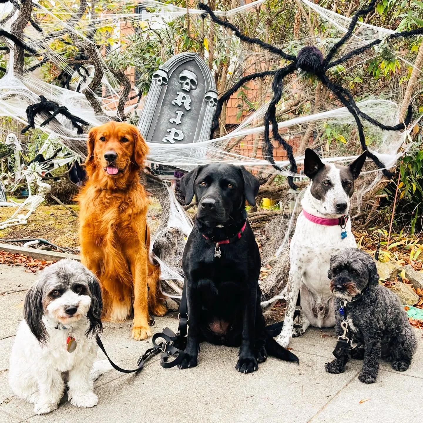 happy spooky season 💀👻

#PackWalks #PackWalking #PackWalkNation #DogTraining #InstaDog #Dog #Dogs #Dogstagram #Oakland #BayArea #California #OaklandPacks #BayAreaPacks #DogWalkers #DogWalking #DogWalks #DogWalkersofInsta #DogWalkersLife #HappyHallo