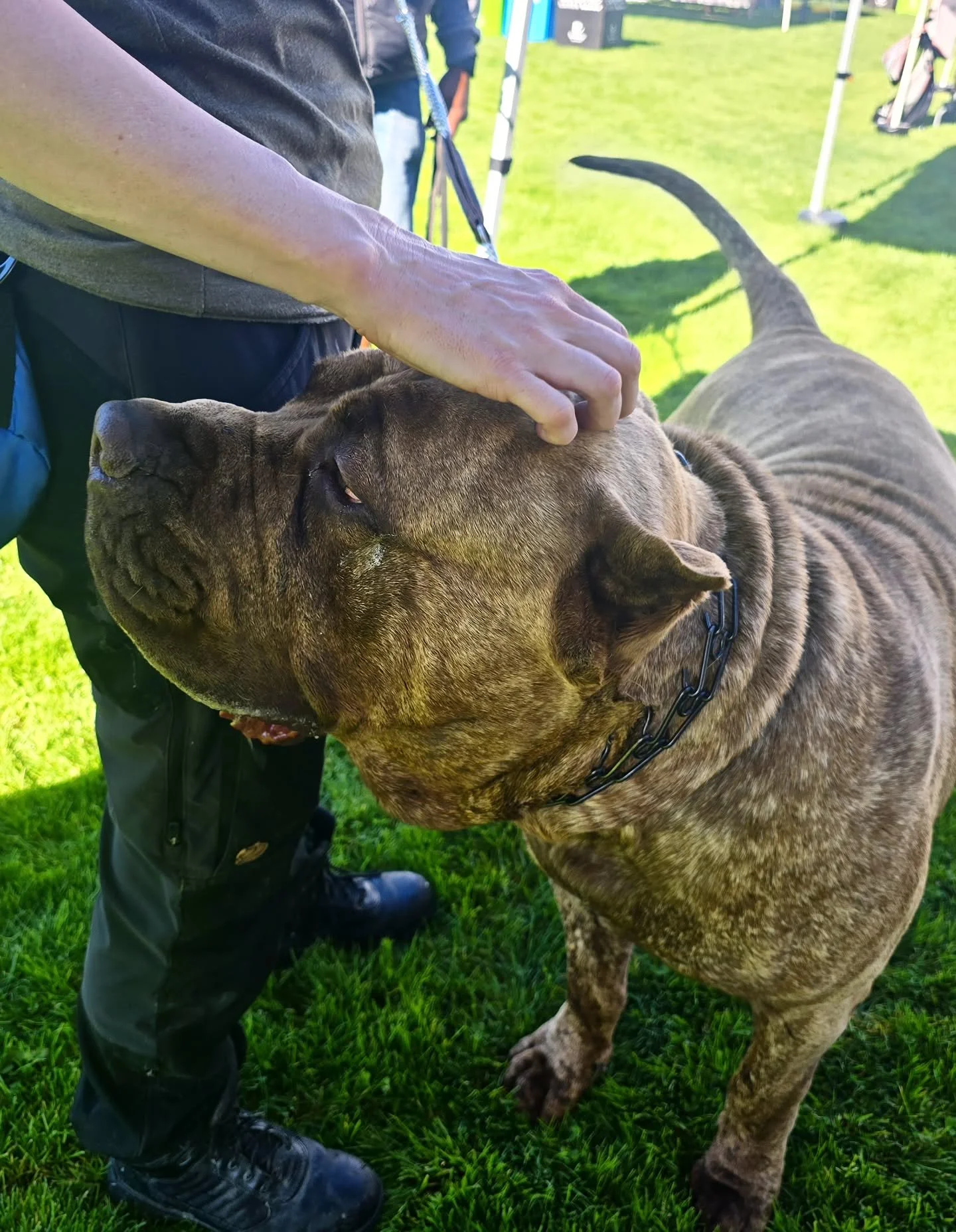 Saying hello to new and old friends is our favorite part of events! We'll be at the @californiapitbullrescue Pitbull Awareness Day Community Pack Walk and the @sparksocialsf Bark at Spark Howl-o-Ween events this weekend - will we see you there? 🐶👻
