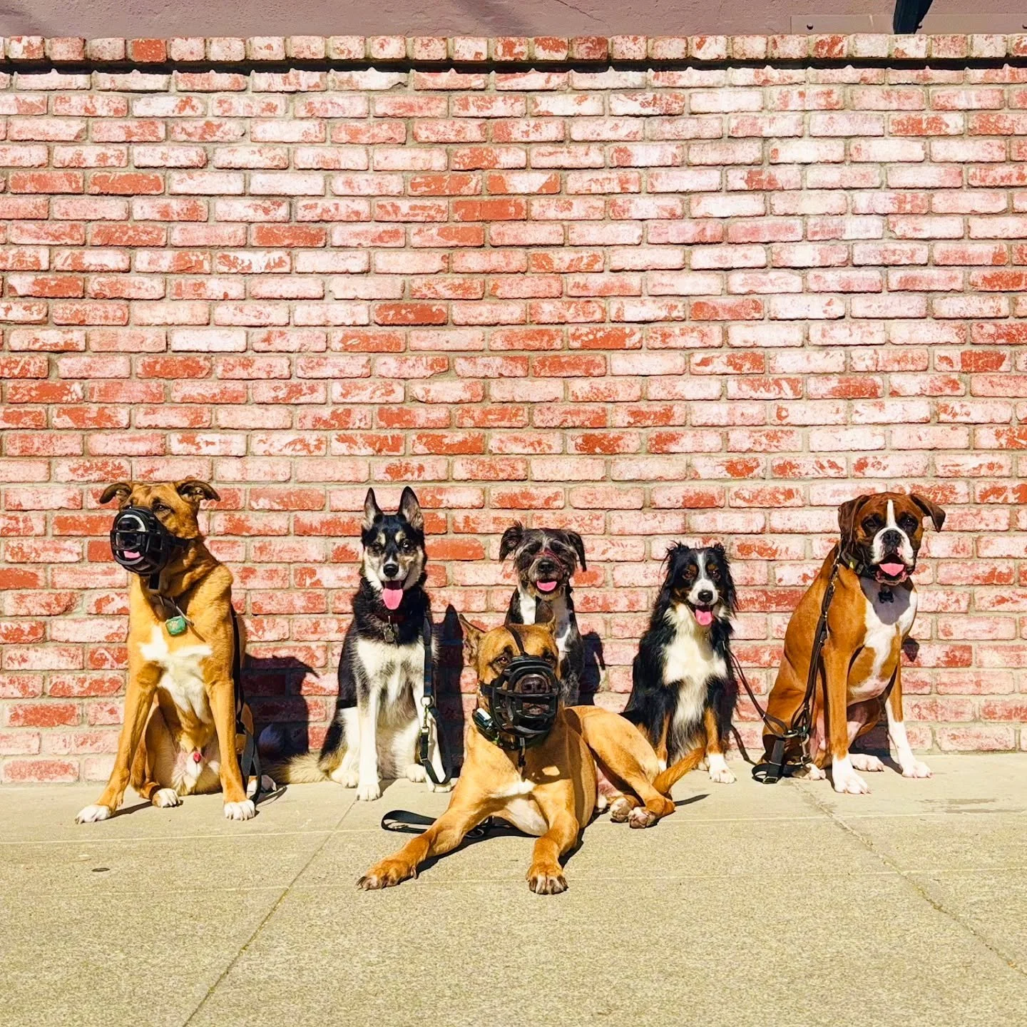 To all our families and their pups this week (and always): thanks for being a crucial part of our packs 🖤

#DogWalking #DogWalks #DogTraining #DogTrainers #OaklandDogTrainers #BayAreaDogTrainers #PackWalks #PackWalkLife #DogWalkingAdventures #DogWal