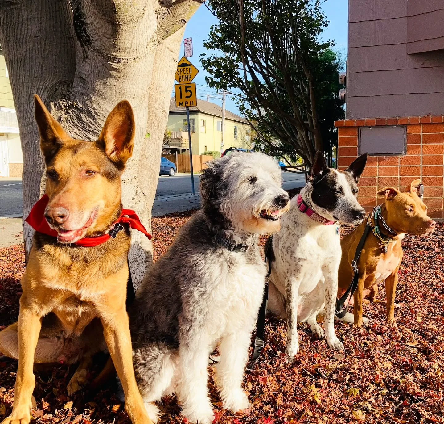 rolling with our homies 🐶

#DogWalking #DogWalks #PackWalking #PackWalks #PackWalkLofe #DogTraining #DogTrainers #OaklandDogWalks #OaklandDogWalking #OaklandTraining #OaklandDogTraining #OaklandDogTrainer #OaklandPackWalks #InstaDog #Dogstagram #Dog