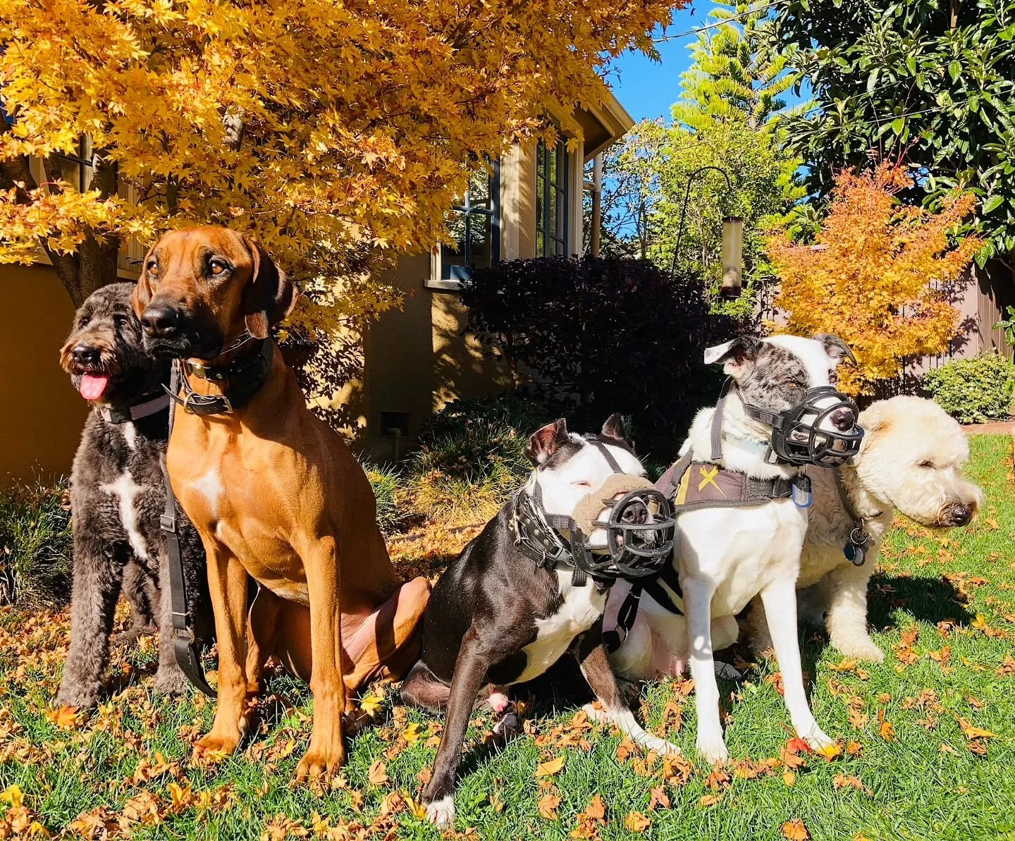 What are your holiday plans? We're soaking up the beautiful Oakland sun in preparation for our big holiday dinners 🐕 🐶

#DogTraining #DogWalking #DogPackWalks #DogPackLife #OaklandDogs #OaklandCA #OaklandDogWalking #OaklandDogWalks #OaklandWalks #O