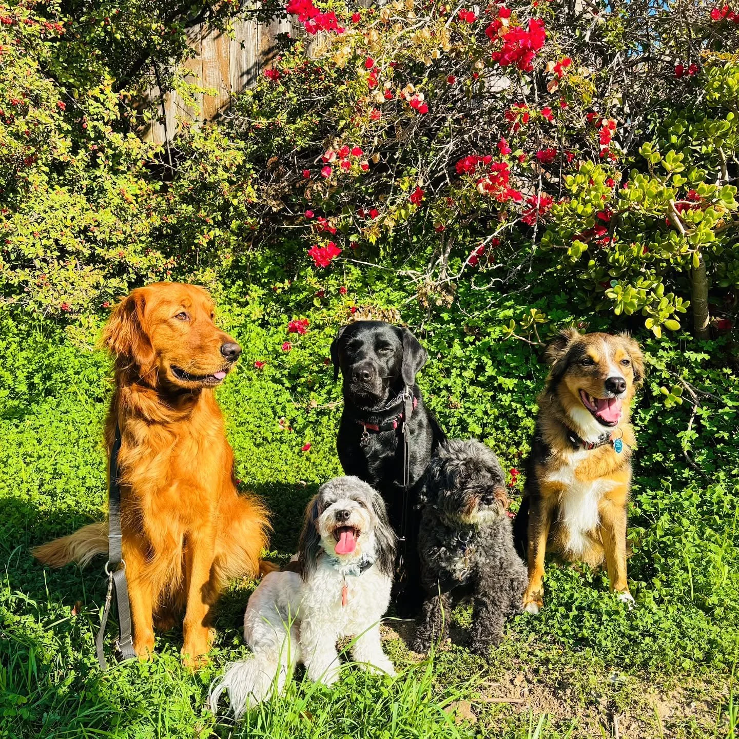 The beautiful green might fool you, but the holidays are right around the corner... 🐾 🐕 Whatcha got planned?

#DogWalking #DogWalks #DockPackWalks #DogPackWalking #DogTrainers #DogTraining #OaklandDogWalkers #OaklandDogTrainers #OaklandDogTraining 