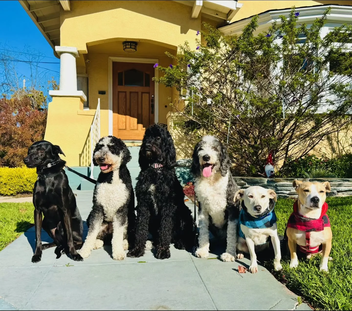 Strutting into the new year 🐕🐶

#OaklandDogWalkers #PackLife #OaklandDogTrainers #DogTraining #InstaDog