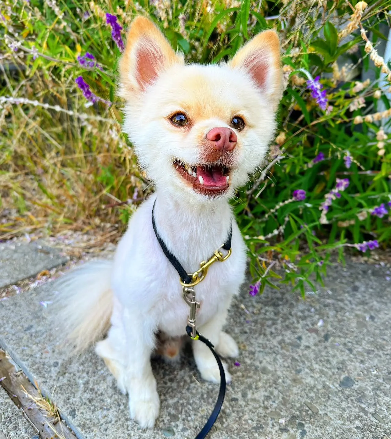 Amidst the hardwork by all our team, dogs, and their families, we're pausing to take a break and wish everyone a happy new year. 

Hope you gave an easy transition into 2026 and meet all your goals ⭐️🐶

#DogWalkers #OaklandDogWalkers #DogTrainers #O