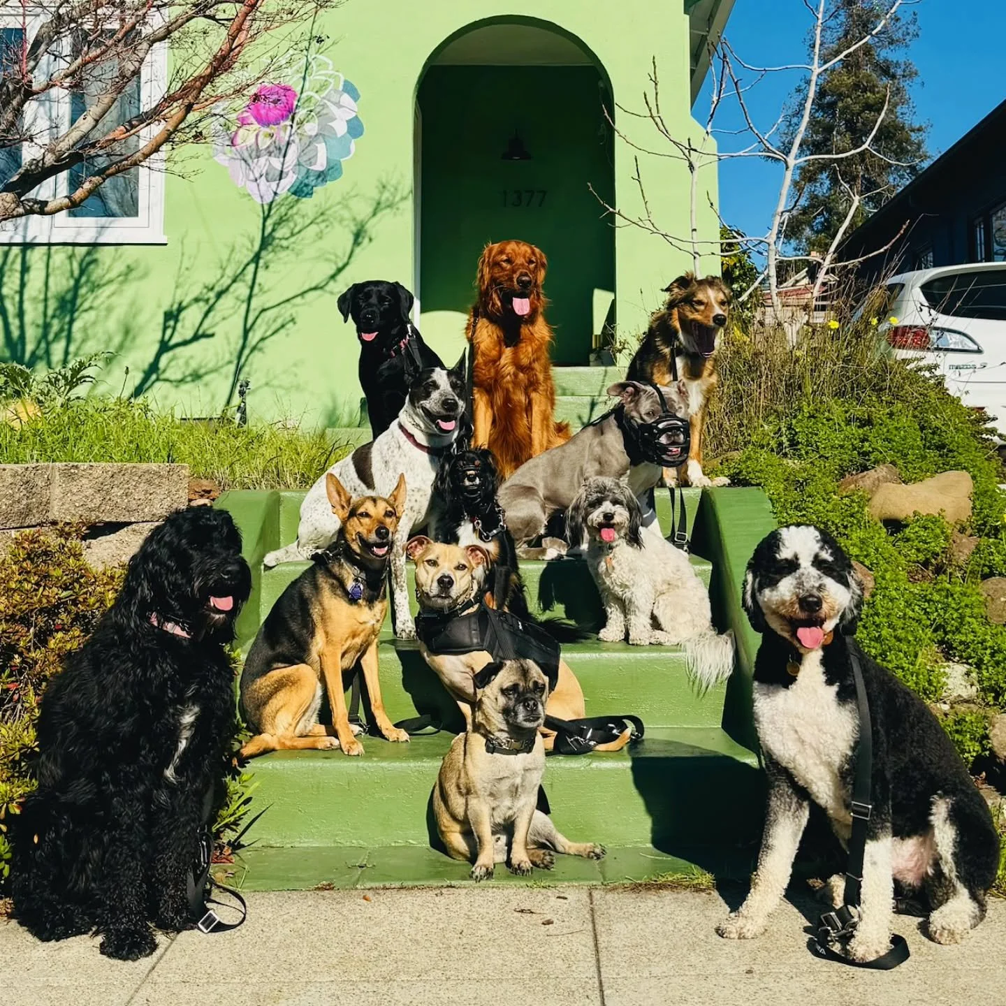 Spot someone you know? 🐶🐾

#PackPics #OaklandDogWalking #OaklandDogTrainers #OaklandDogWalkers #Instadog
