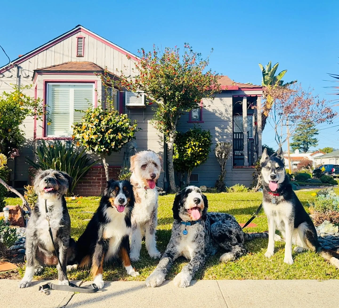 Another beautiful day

#DogWalking #OaklandDogWalking #DogTraining #OaklandDogTraining #Instadog