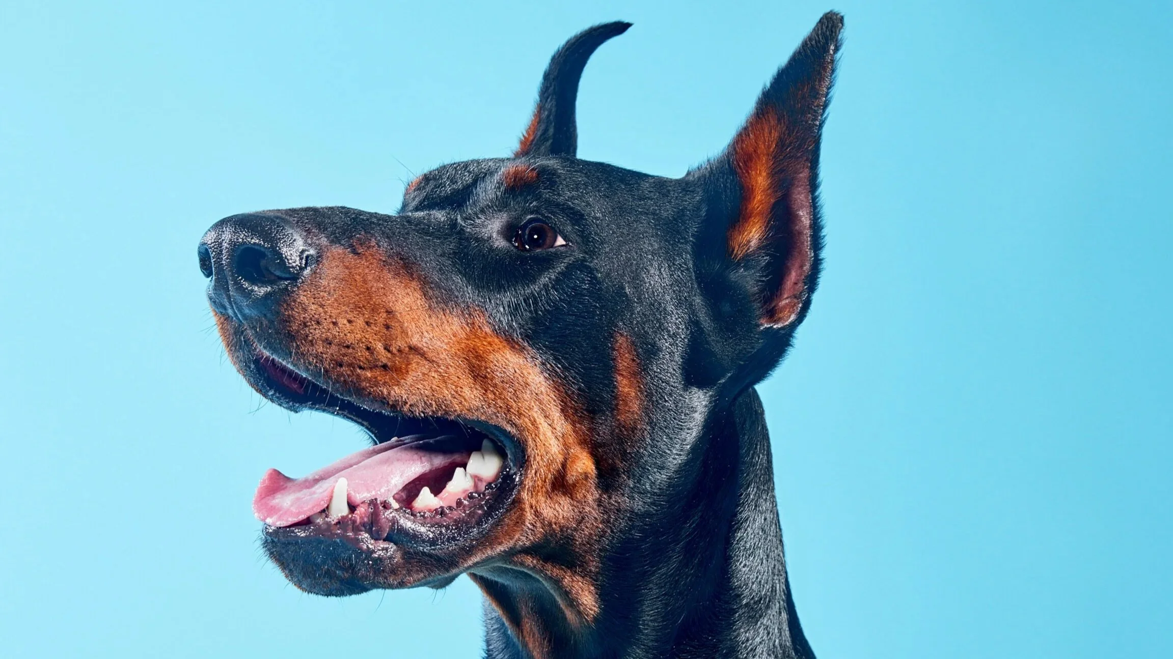 Close-up of a Doberman dog with black and tan fur against a light blue background, panting with tongue out.