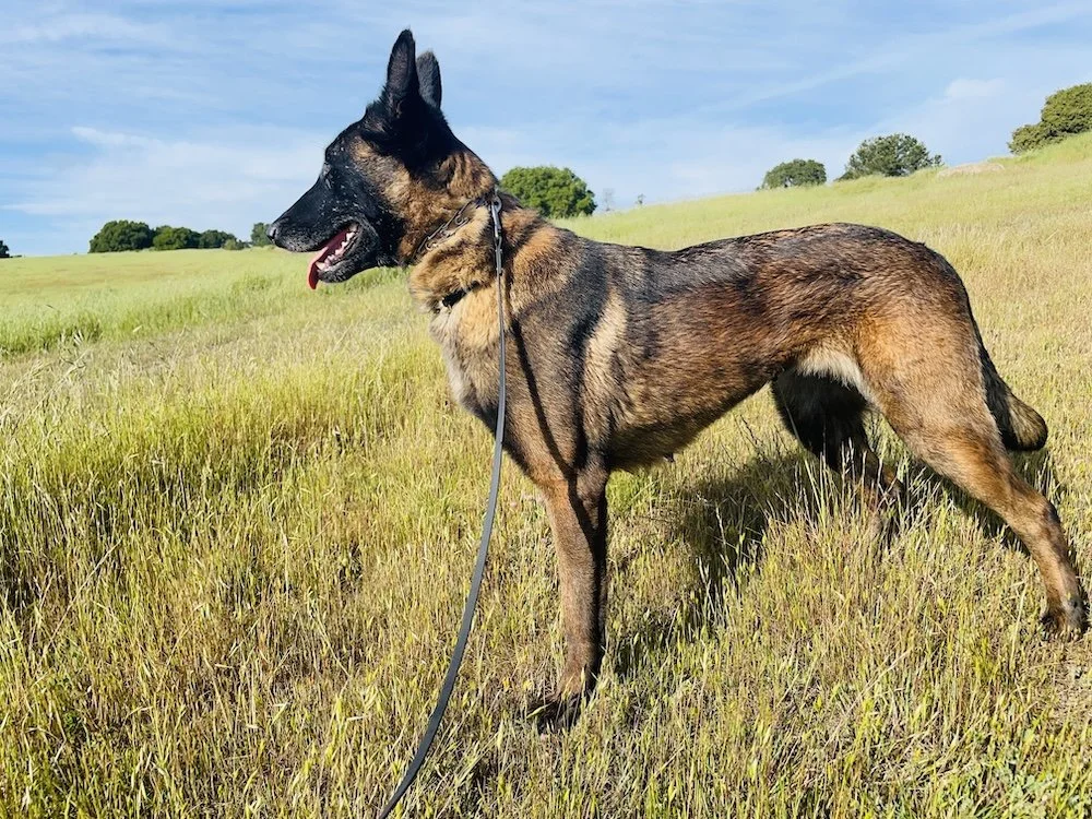 VEEGEE - Belgian Malinois