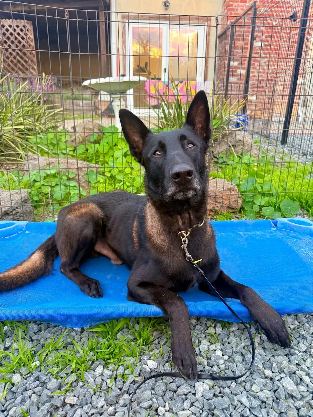 CYBIN - Belgian Malinois
