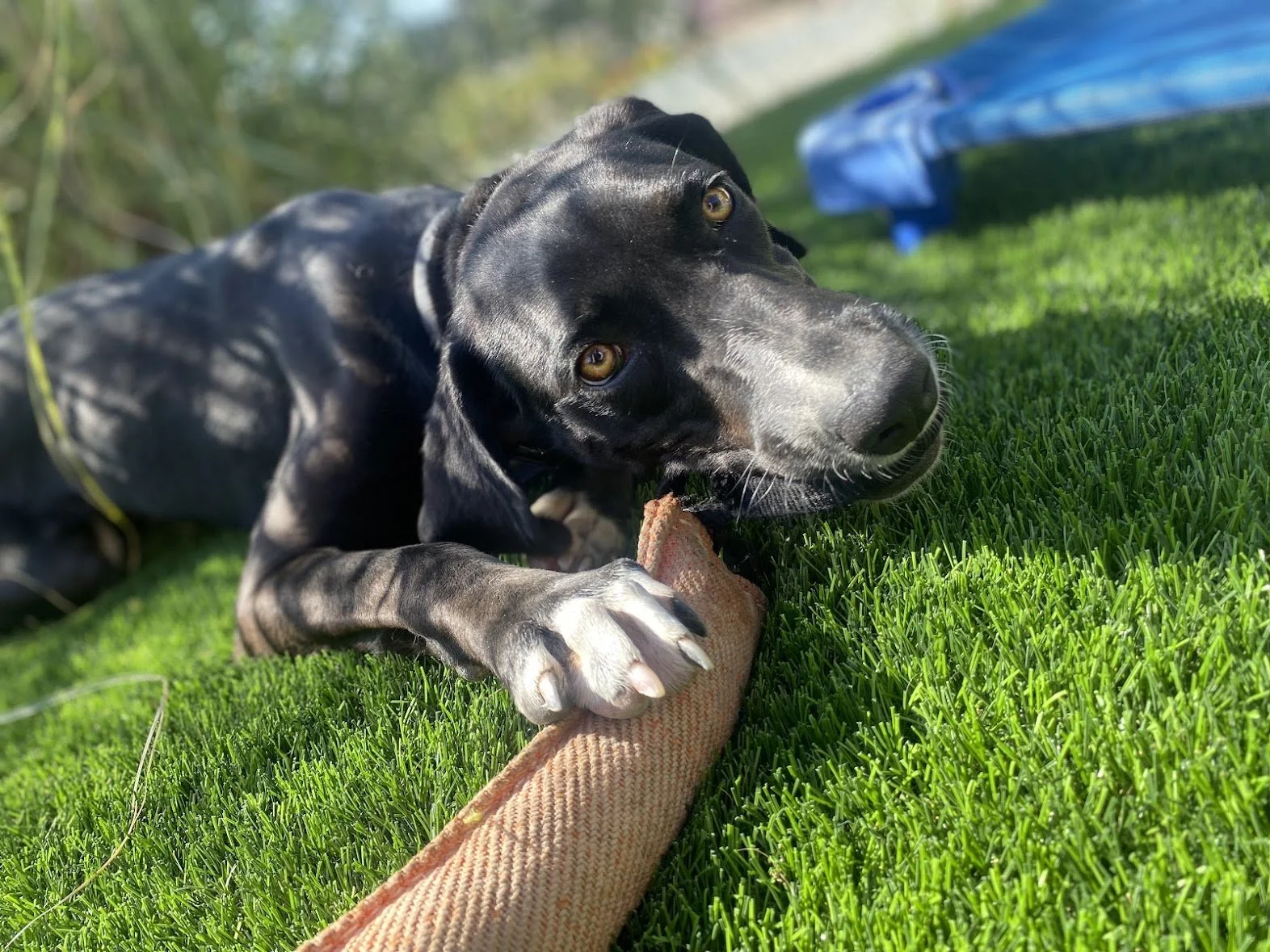 PENNY - German Shorthair Pointer