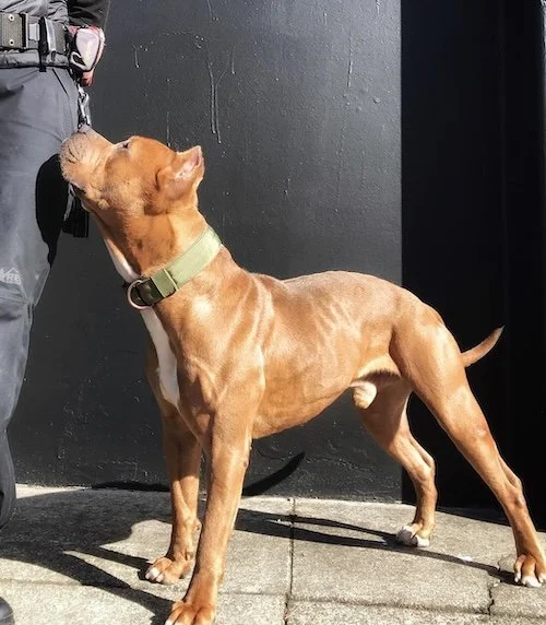 EDDIE - Staffordshire Terrier