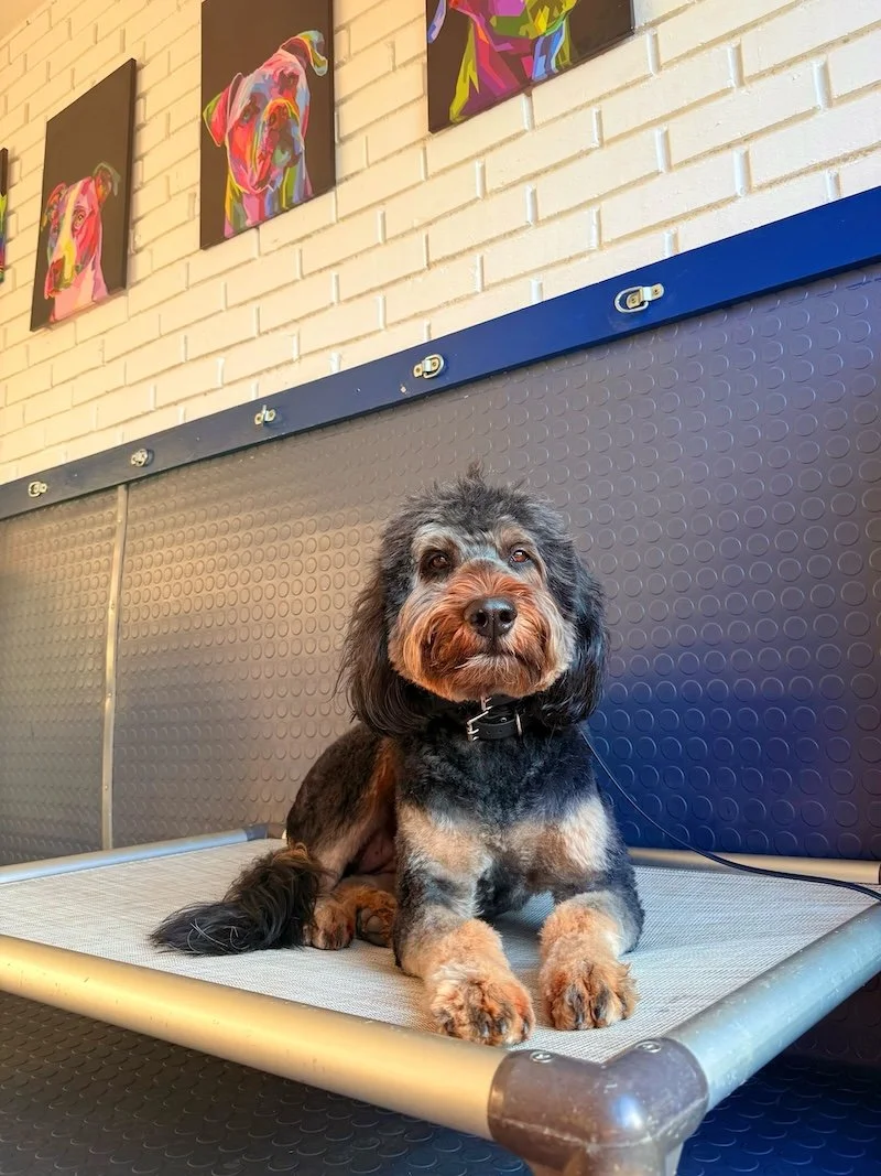 A large curly haired black and brown dog dog looks up at the viewer, laying on a bed in Canine Comprehensive's dog training facility.
