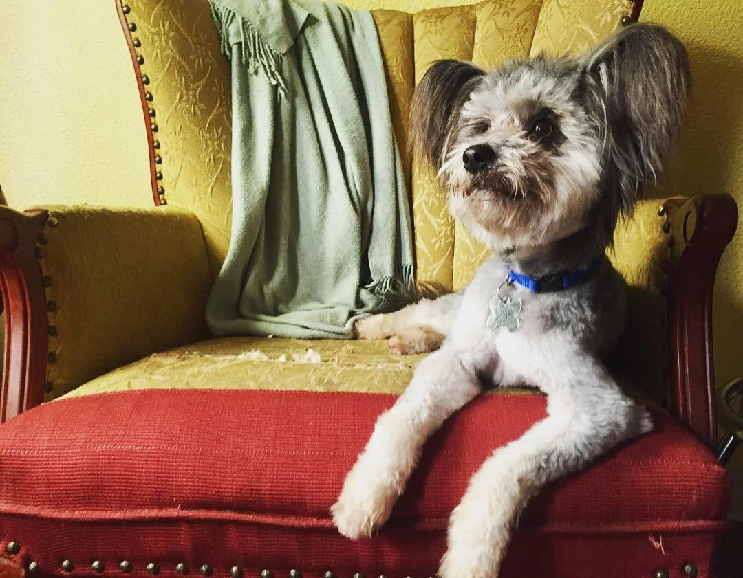 POPTART - Papillon x Chihuahua