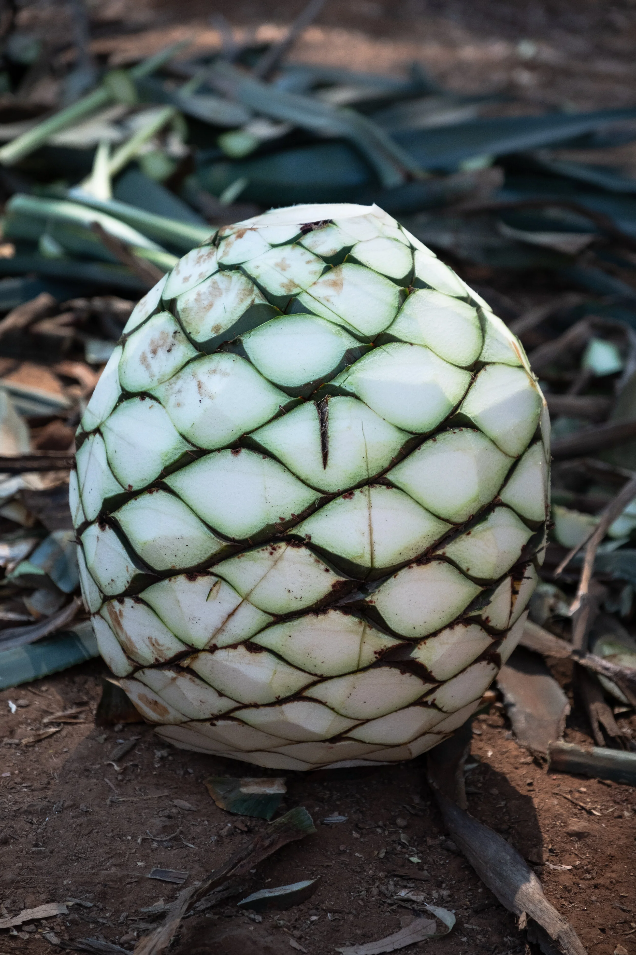 DSCF7918.jpg