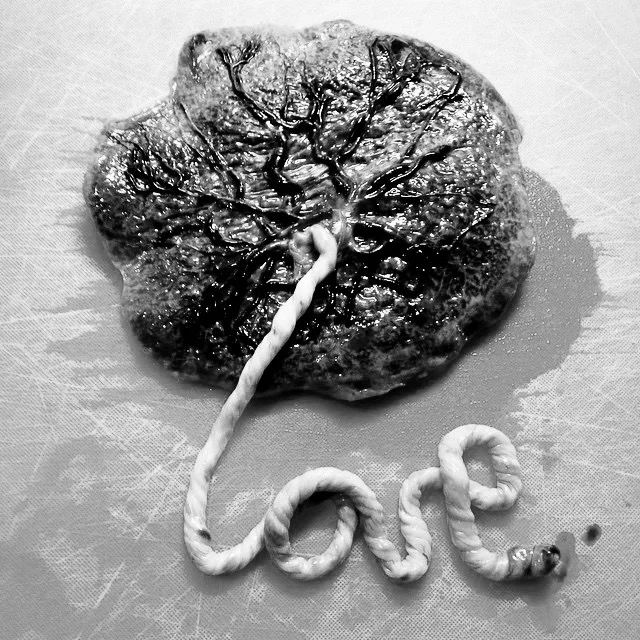 placenta love.jpg