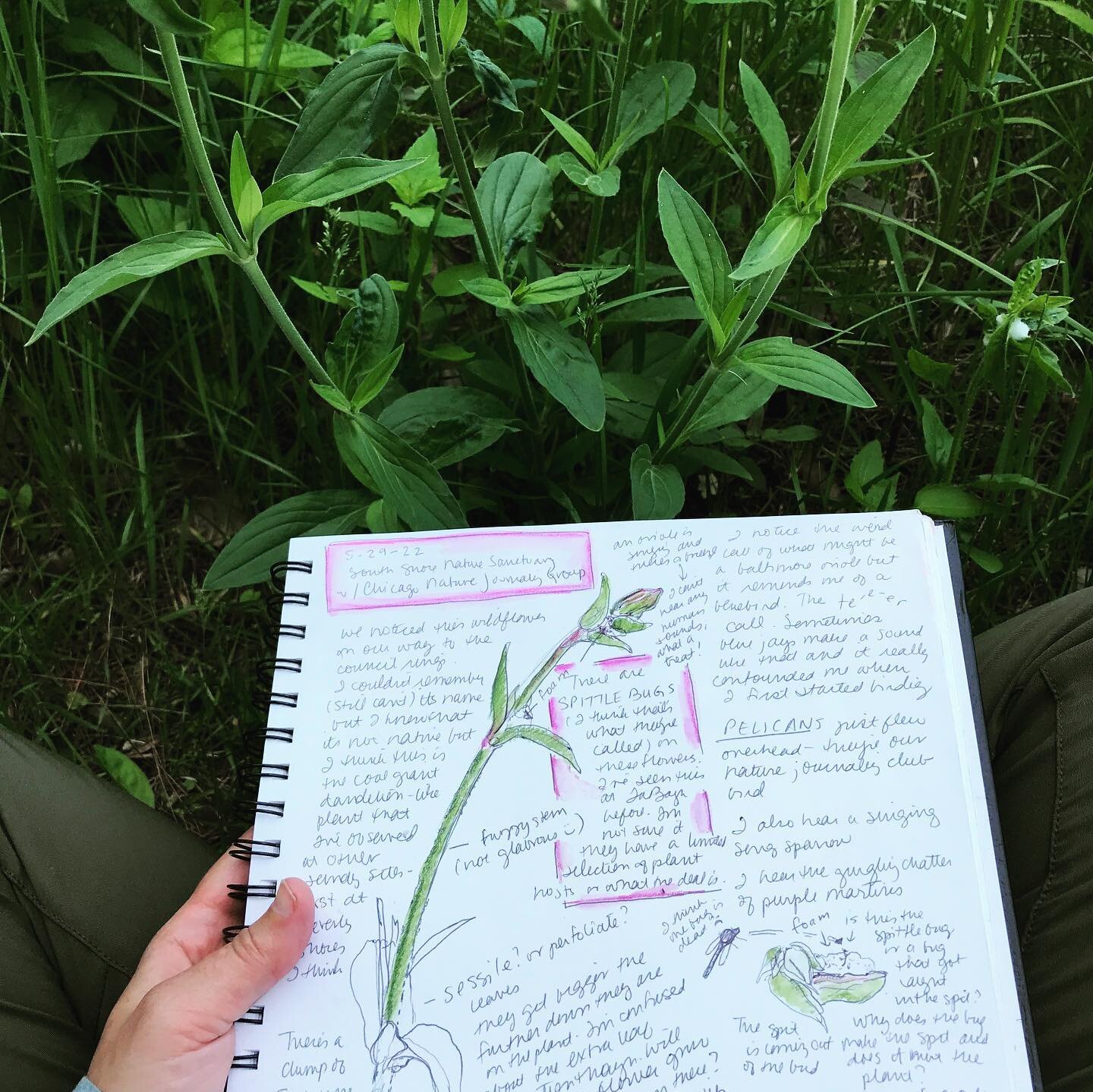Late last month I had the pleasure of visiting @southshorenaturesanctuary for the first time &mdash; I regret not having done so sooner. 

The @chicagonaturejournalingclub had a lovely meetup there, where we observed tadpoles resting underwater, enjo