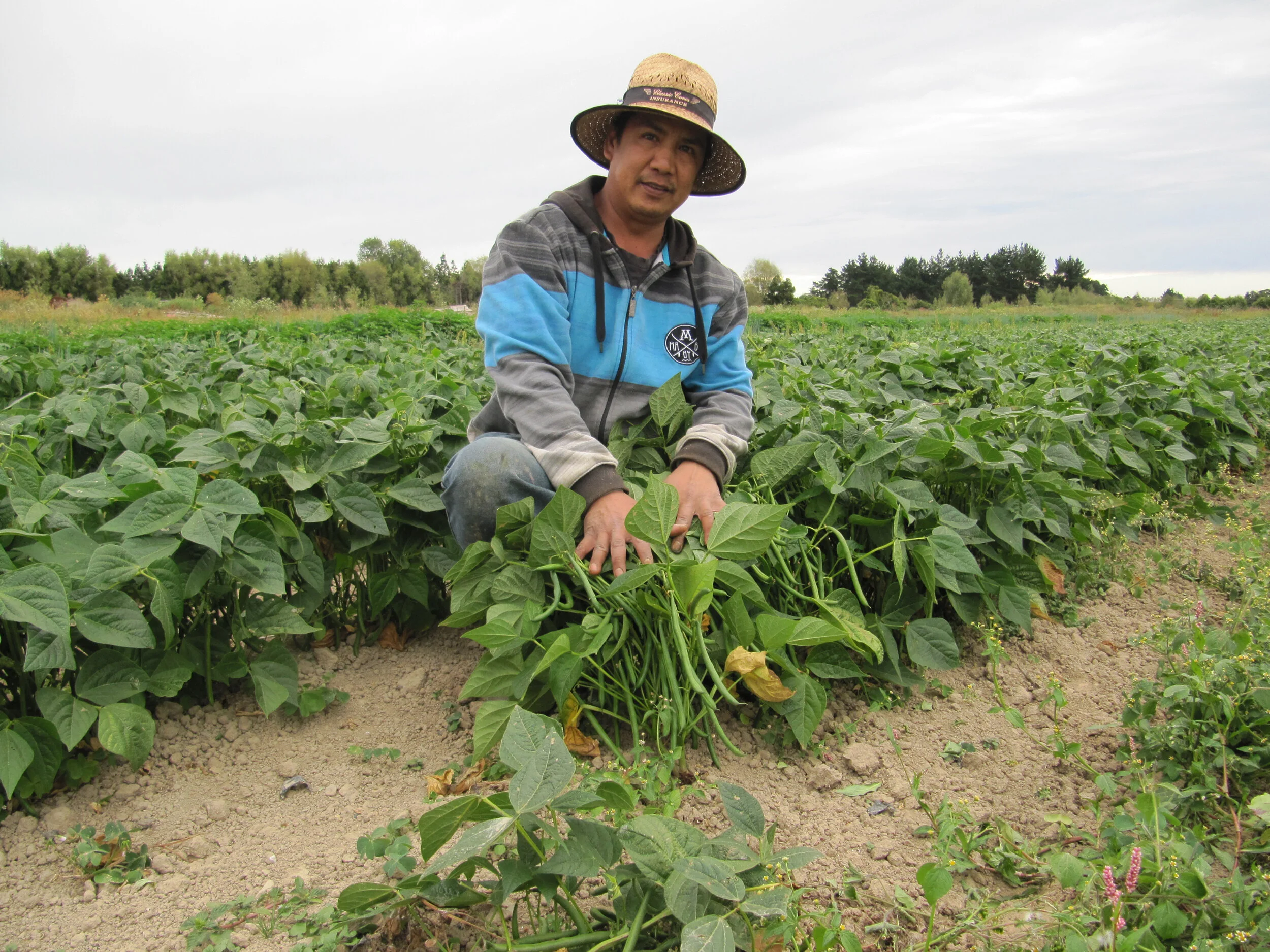 bean-grower.jpg