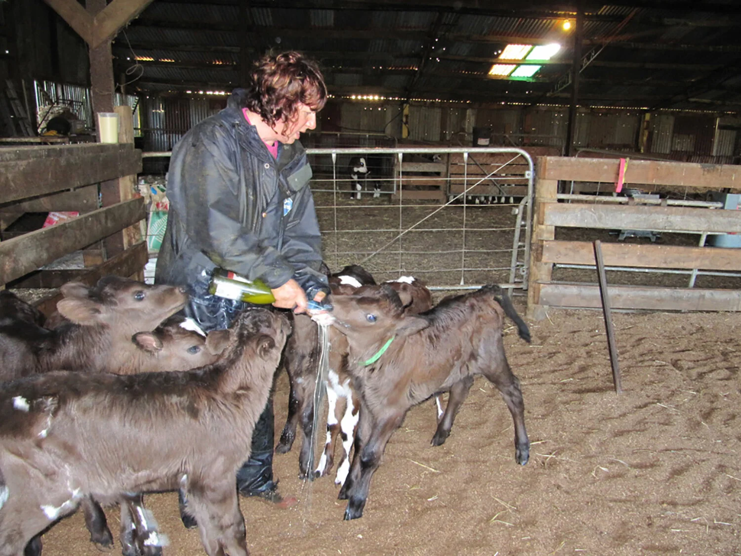 woman-feeding-calves.jpg