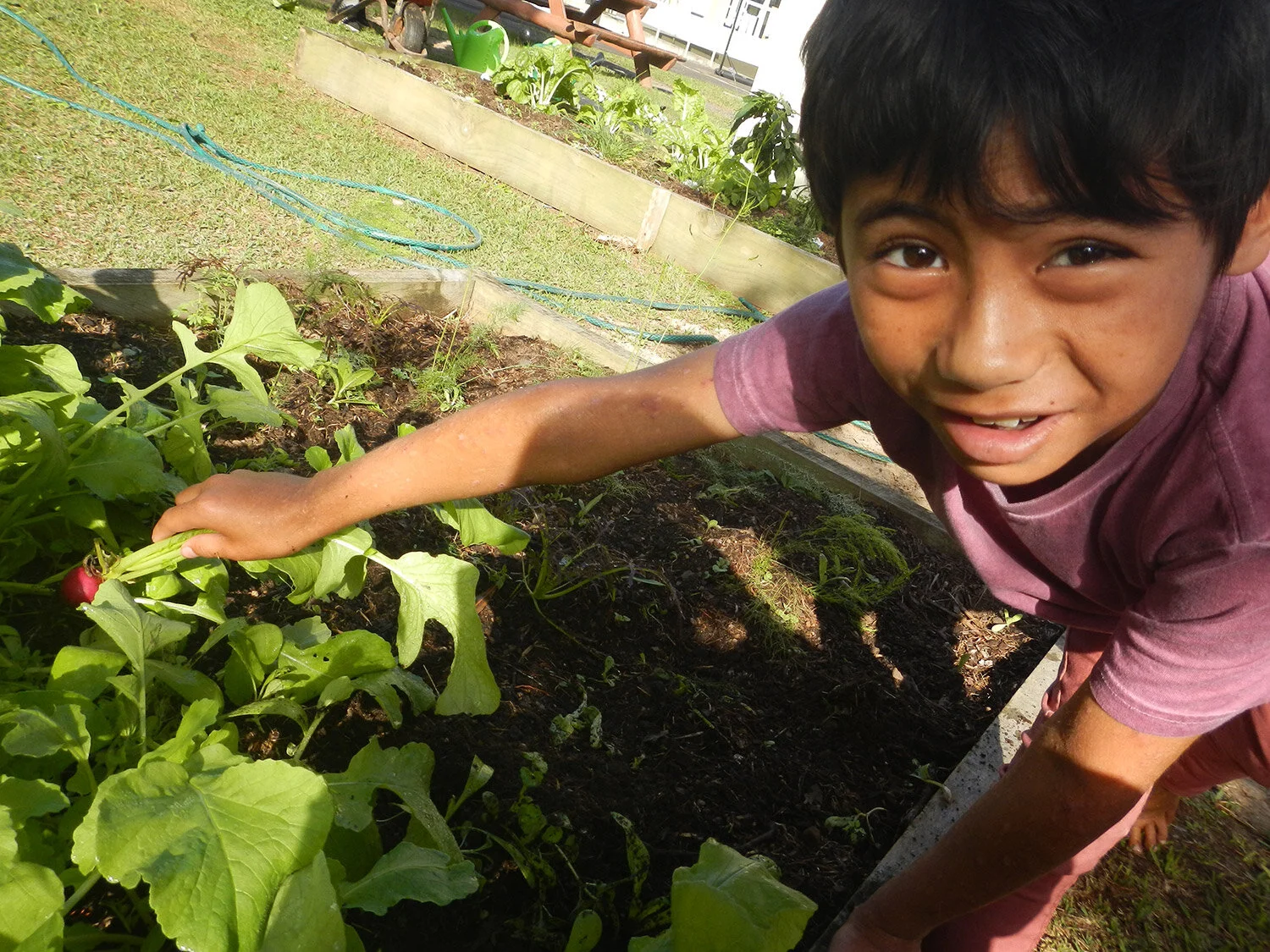 ngataki-school-raddish-picking.jpg