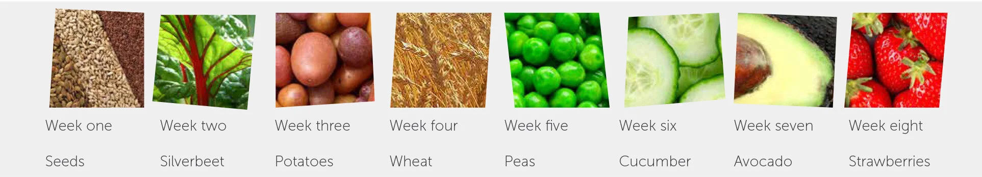 Spring-Food-of-the-Week-Programme.jpg