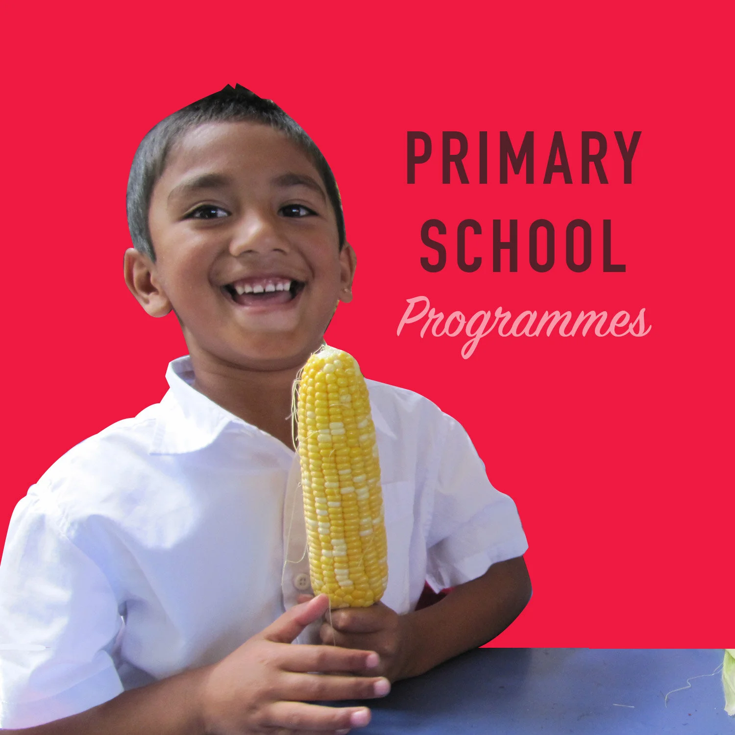 Primary-School-Programme-Thumbnails.jpg