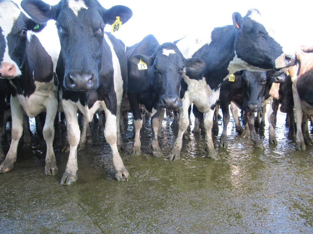 Cows waiting in the yard fixed.jpg