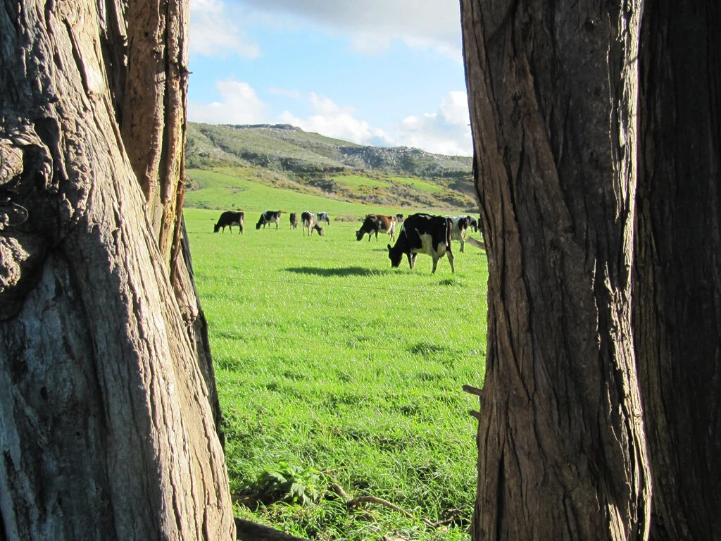 Cows through trees.jpg
