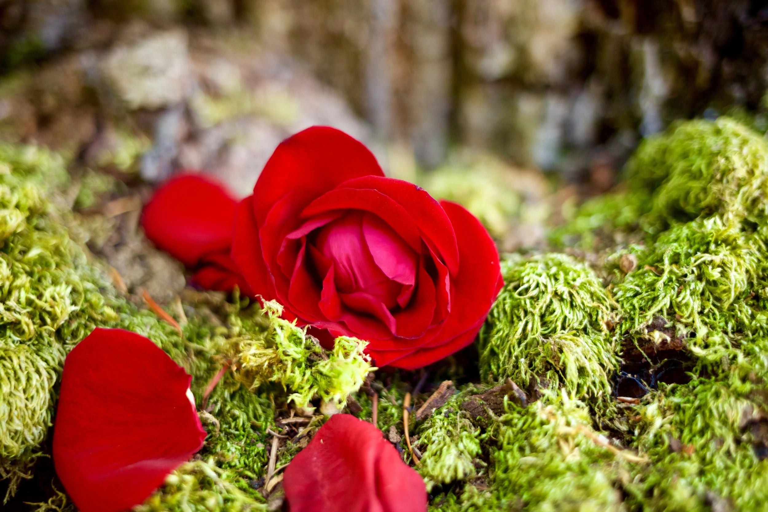 rose and moss close.jpg