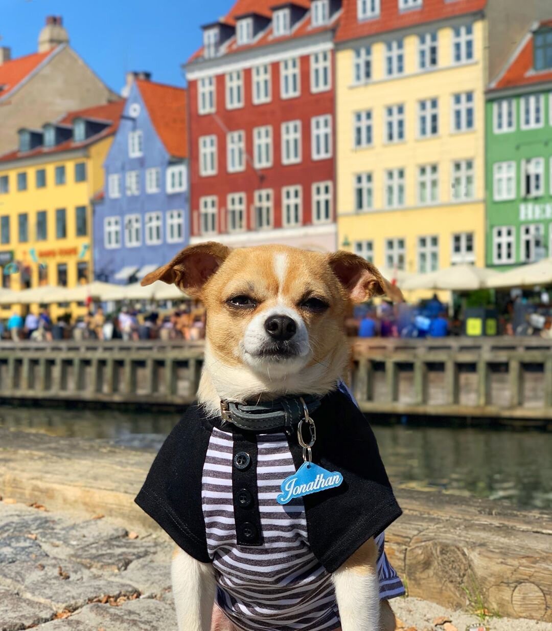 Dog-Friendly Copenhagen