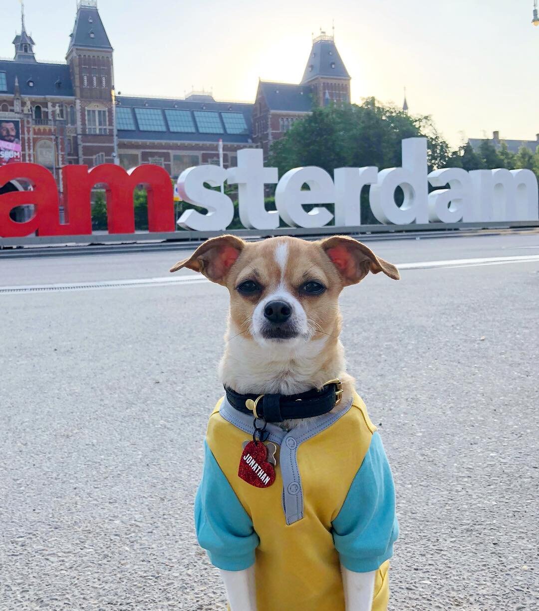 Dog-Friendly Amsterdam