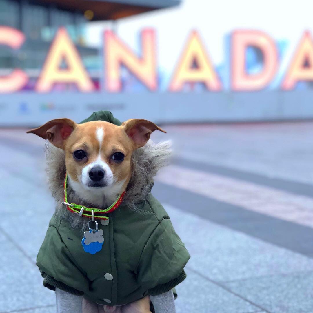 Dog Friendly Vancouver