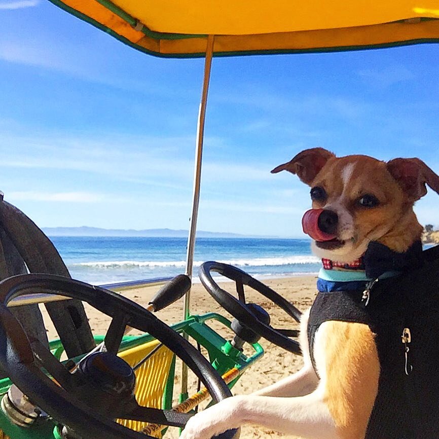 Dog-Friendly Santa Barbara