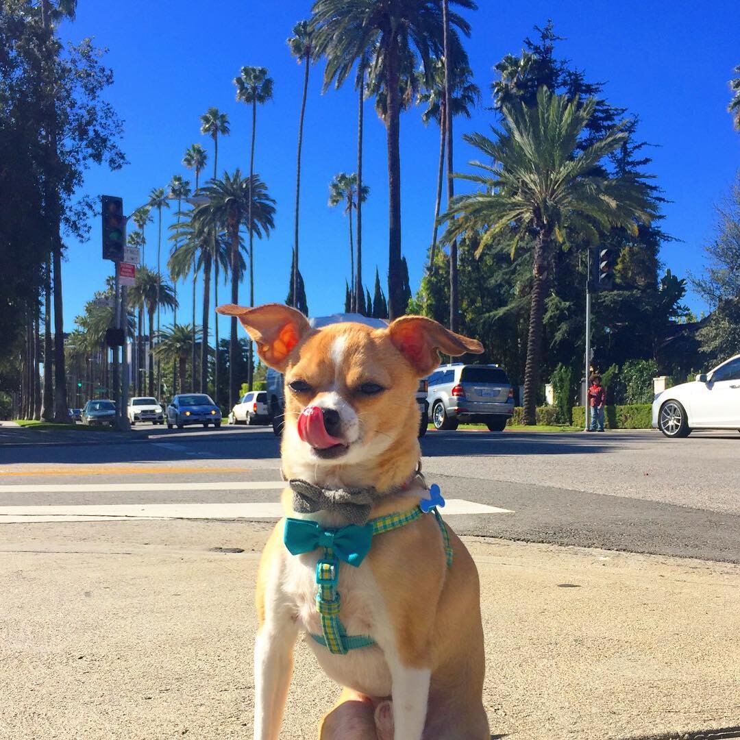 Dog-Friendly Los Angeles