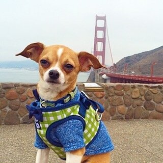 Dog-Friendly San Francisco