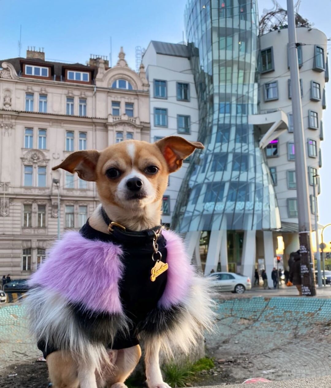 Dog-Friendly Prague