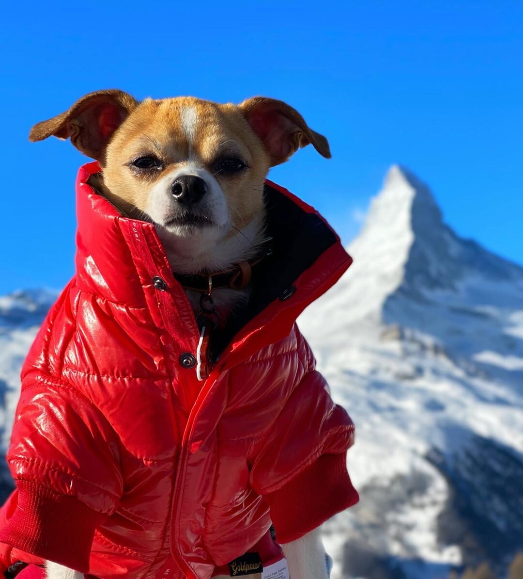 Dog-Friendly Zermatt