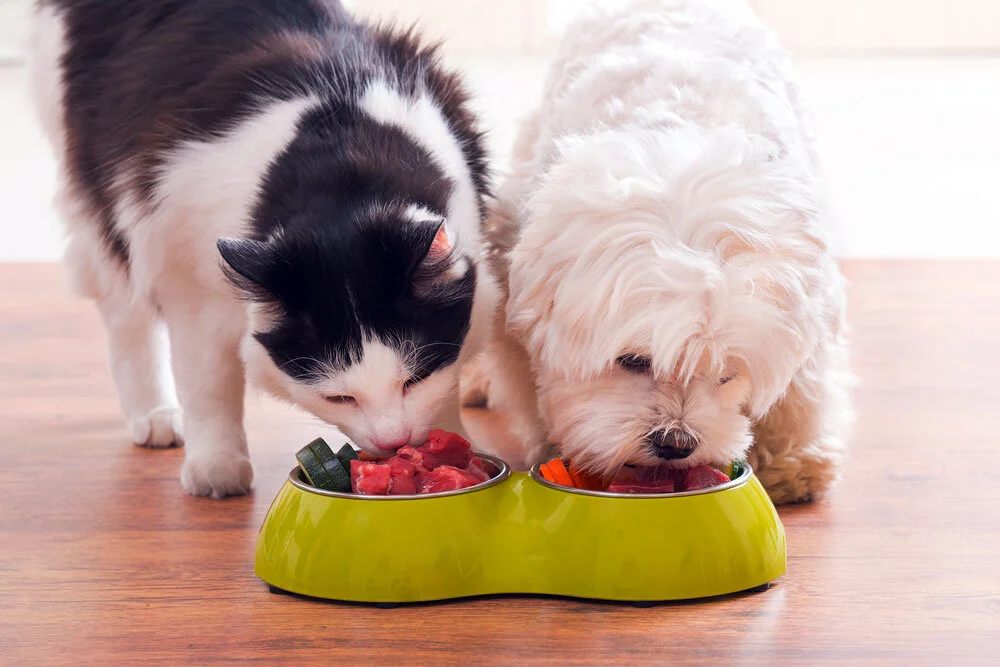 What are we really feeding our pets?